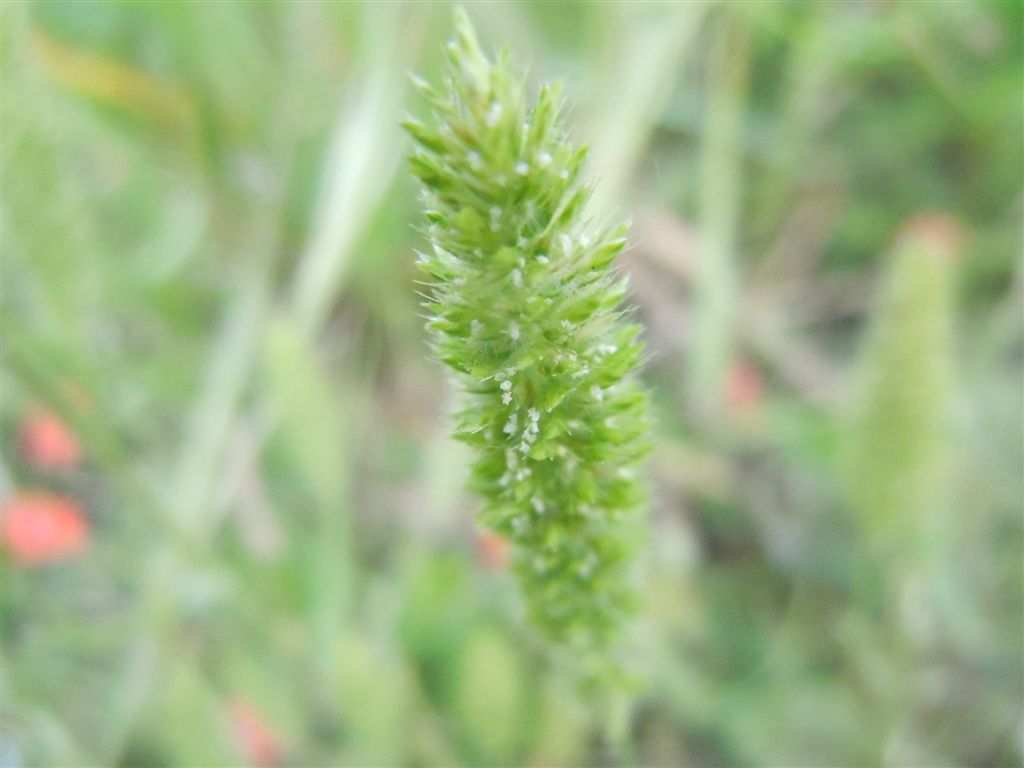 Lysimachia (=Anagallis) arvensis